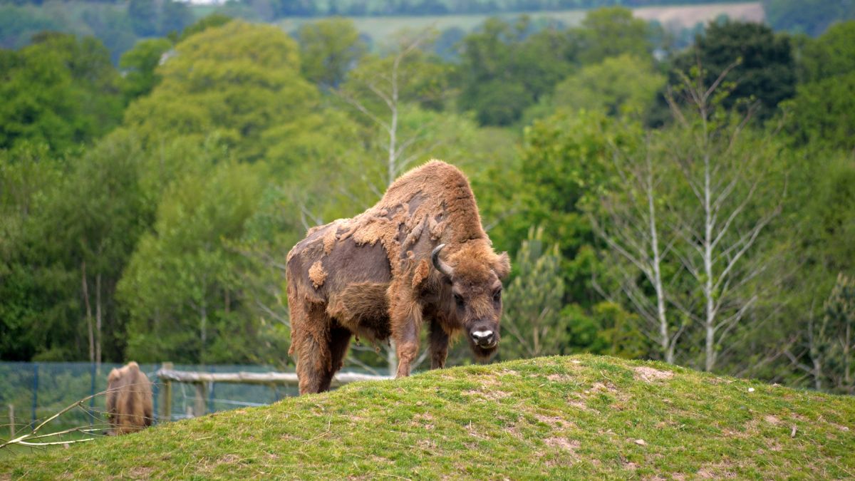 科克景點 Fota Wildlife Park