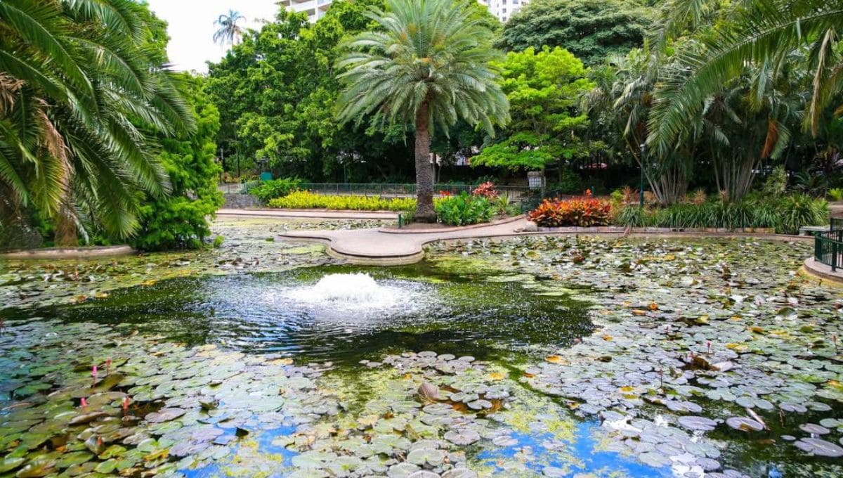 布里斯本旅遊景點－布里斯本市立植物園