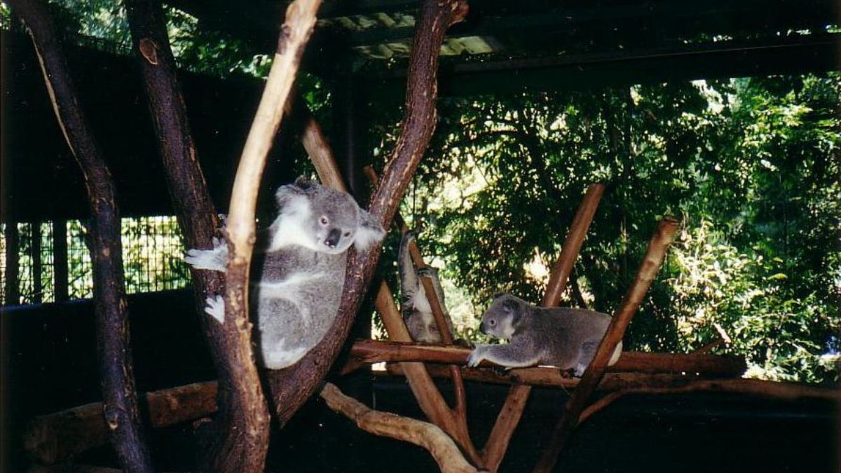 澳洲景點 龍柏動物園