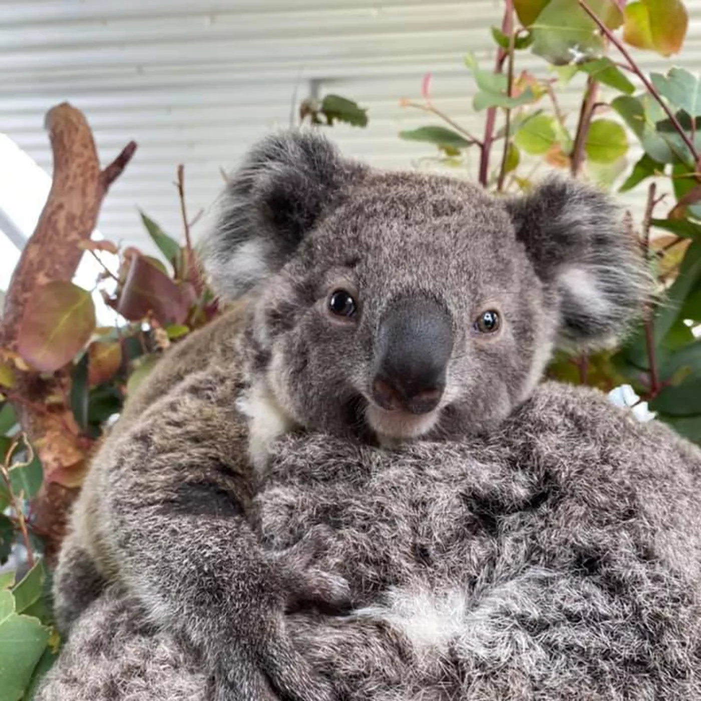 雪梨旅遊景點 雪梨野生動物園